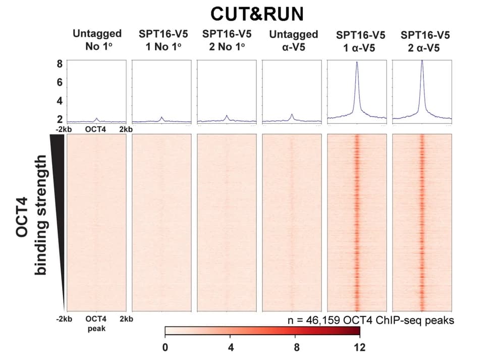 Open access visualization of Heatmap, Line Plot, CUT&RUN, ChIP-seq, OCT4