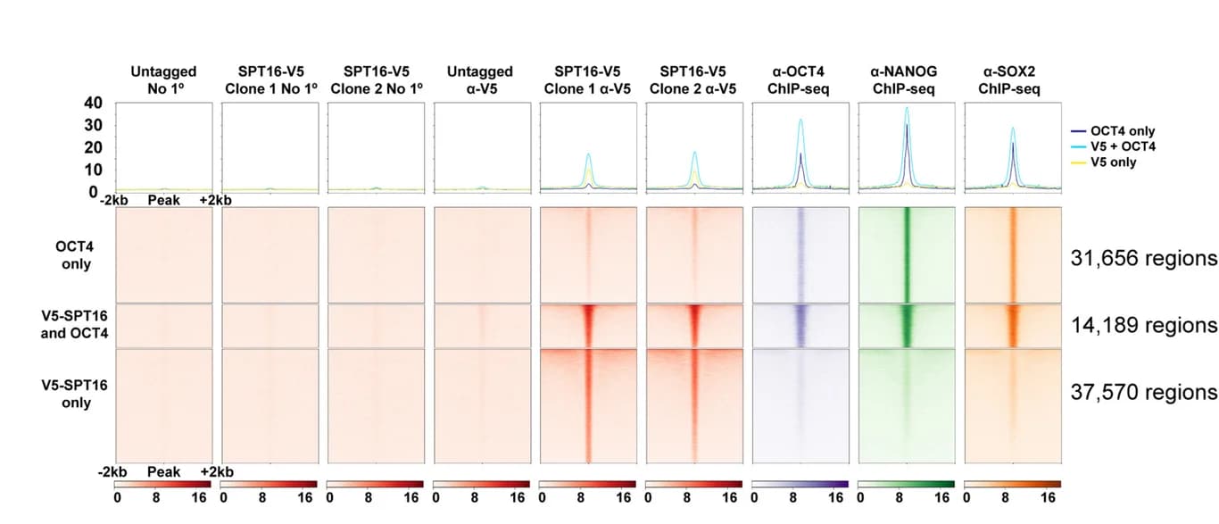 Open access visualization of Line Plot, Heatmap, Heatmaps, ChIP-seq, OCT4