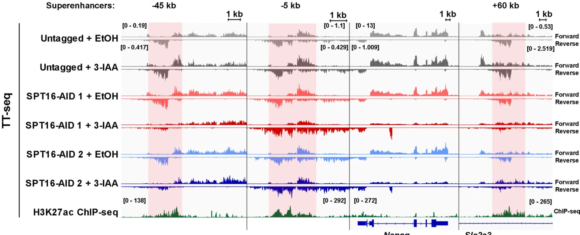 Open access visualization of Line Plot, Density Plot, IGV Genome Browser, Nascent Transcription, TT-seq