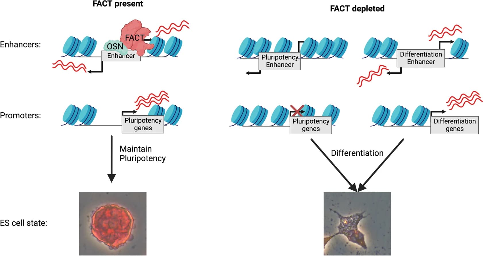 Open access visualization of Workflow, Illustration, Photo, ES Cell, Pluripotency