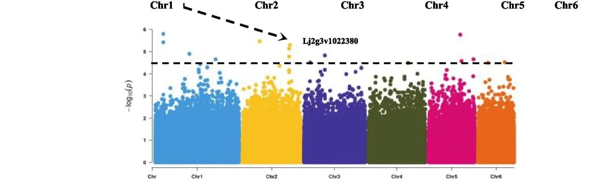 Open access visualization of Manhattan Plot, Manhattan plots, GWAS results, Plant height trait, GWAS peak