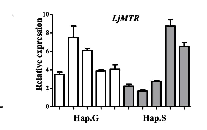 Open access visualization of Bar Plot, Error Bars, Clustered, Relative Expression, LjMTR