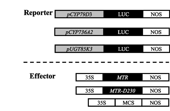 Open access visualization of Workflow, Illustration, Schematic Diagram, Reporter, Effector