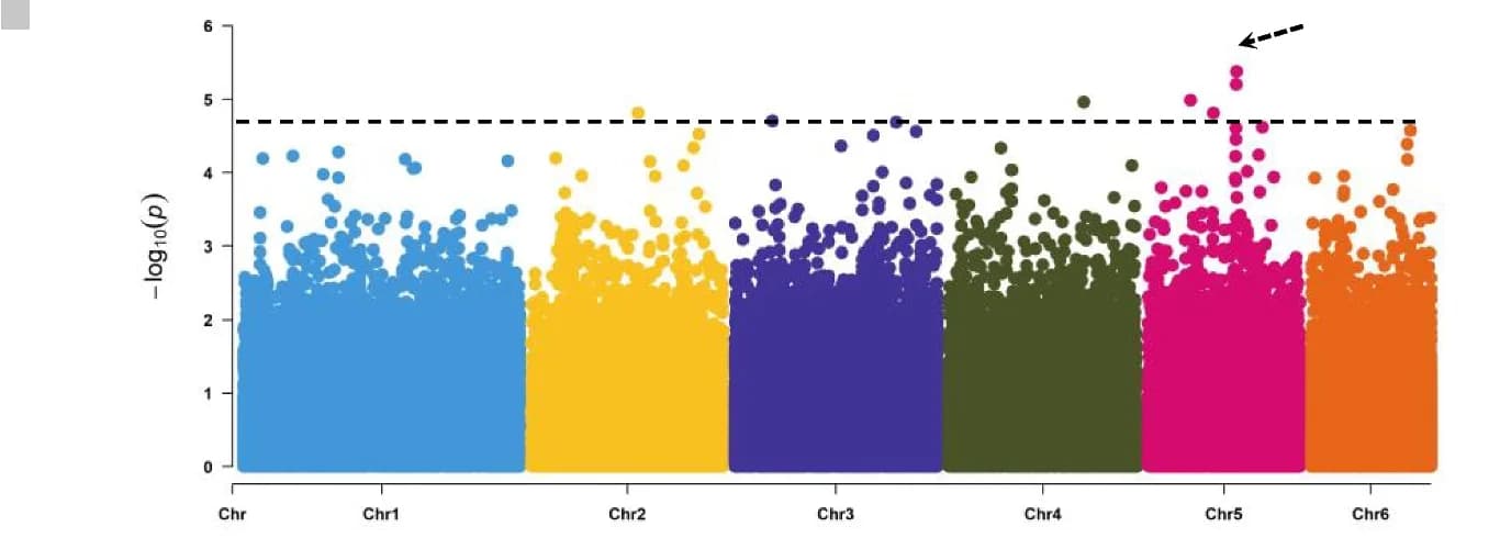 Open access visualization of Manhattan Plot, Stem Length, GWAS, MLMM, Significance Threshold