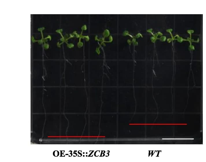 Open access visualization of Photo, Box Plot, Arabidopsis, Stem Length, WT