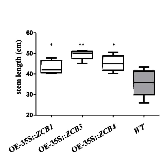 Open access visualization of Box Plot, Root Length, WT, OE-35S::LjZCB, Arabidopsis
