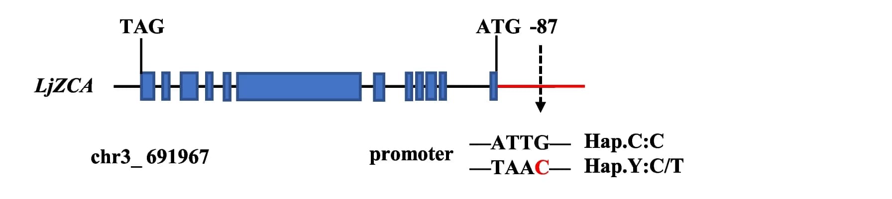 Open access visualization of Illustration, Gene Model, Exons, Introns, Promoter