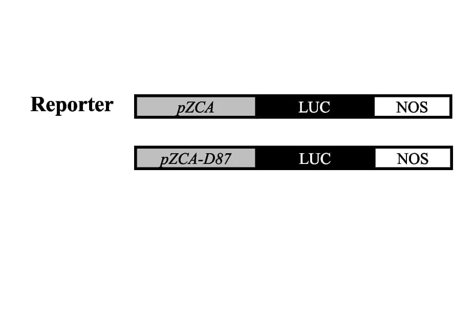 Open access visualization of Illustration, Schematic Diagram, Reporter, Effector, Arabidopsis