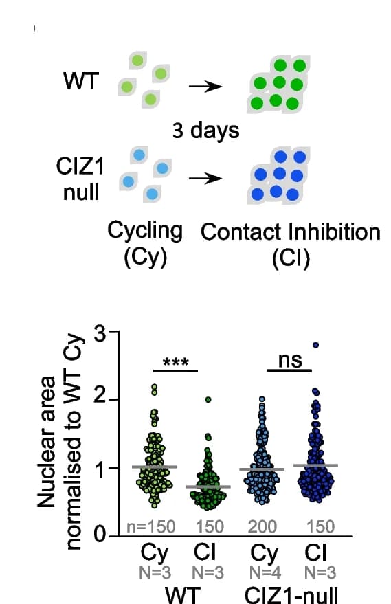 Open access visualization of Scatter Plot, Nuclear Area, Fibroblasts, Cell Confluency