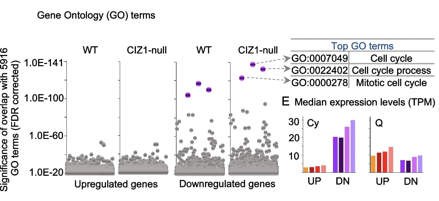 Open access visualization of Scatter Plot, Bar Plot, Dot Plots, Gene Ontology Terms, Core Quiescence Gene Sets