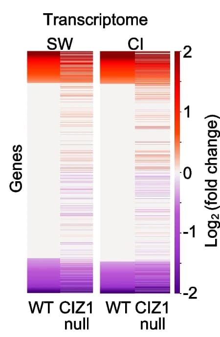 Open access visualization of Heatmap, Heat Maps, Expression, Quiescence, Wild-Type PEFs