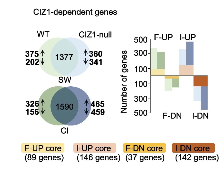 Open access visualization of Venn Diagram, Bar Plot, Venn Diagrams, CIZ1-dependent Genes, Upregulated