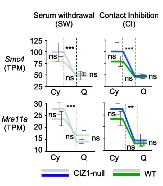 Open access visualization of Line Plot, Error Bars, Smc4, Mre11a, Gene expression