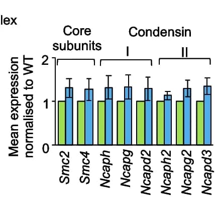 Open access visualization of Bar Plot, Error Bars, Clustered, Condensin subunits, TPM