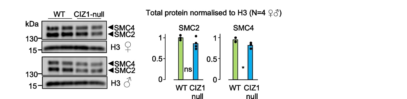Open access visualization of Bar Plot, Gel, Cell lysates, WT cells, CIZ1-null cells