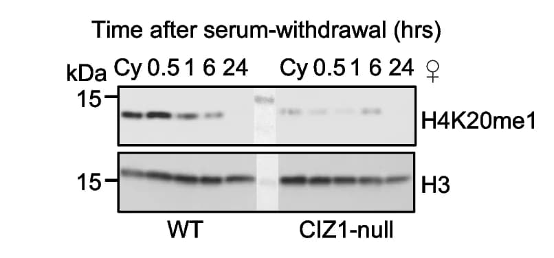 Open access visualization of Gel, Western Blot, H4K20me1, SW Time Course, WT PEFs