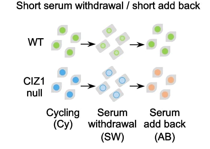 Open access visualization of Workflow, Illustration, Quiescence, CIZ1-null Cells, Nuclei