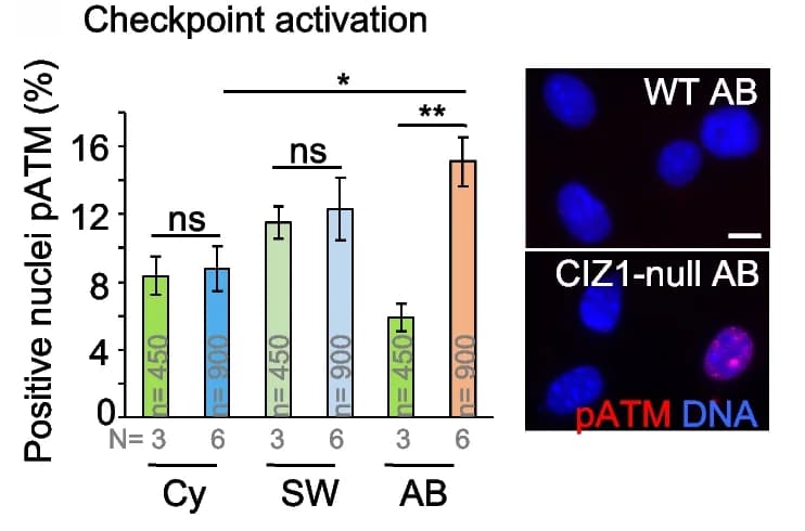 Open access visualization of Bar Plot, Error Bars, Microscopy, Photo, Checkpoint Kinase