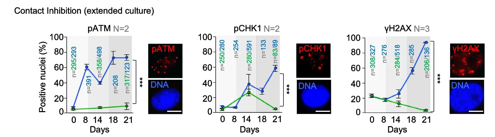 Open access visualization of Line Plot, Error Bars, Microscopy, Photo, Checkpoint Activation