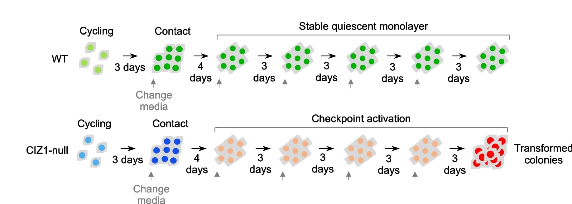 Open access visualization of Workflow, Flowchart, Illustration, CIZ1-null Cells, DAPI