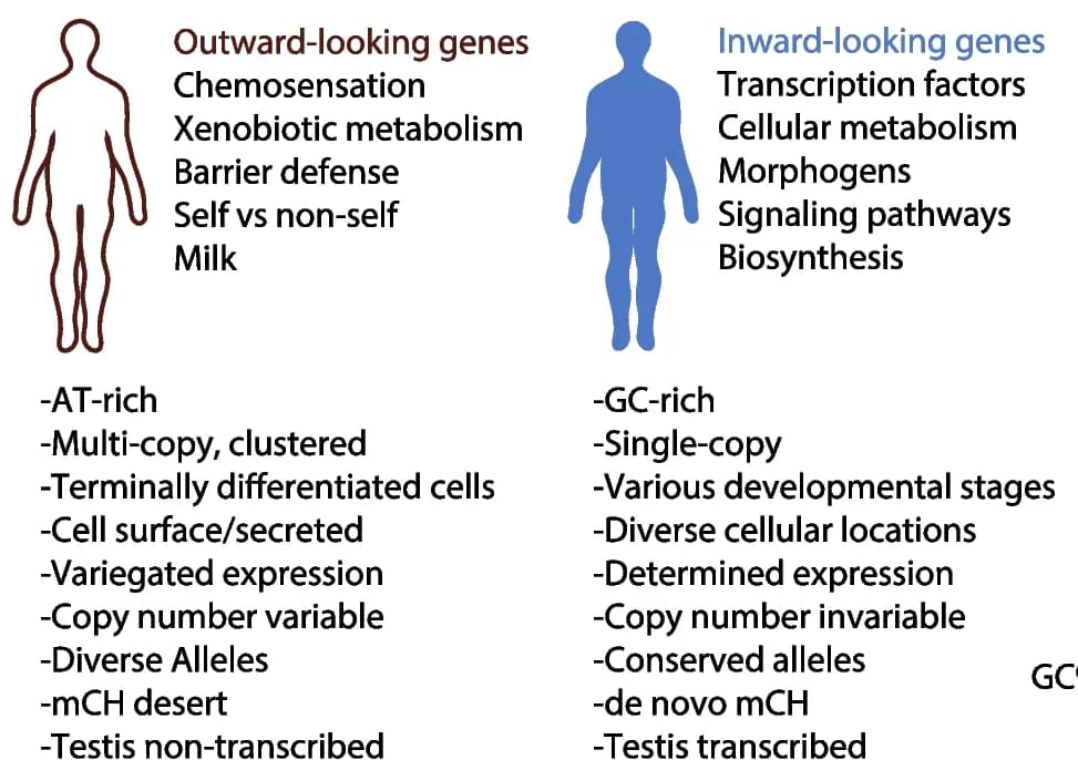 Open access visualization of Illustration, Gene Families, Genomic Architecture, Inward-Looking Genes, Outward-Looking Genes