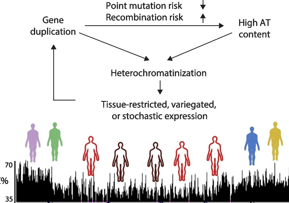 Open access visualization of Workflow, Illustration, Gene Families, Genomic Architecture, Selective Forces