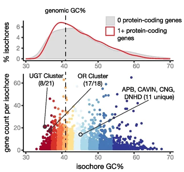 Open access visualization of Scatter Plot, Density Plot, Isochore GC%, Gene Content, GC% Deciles