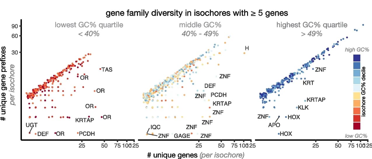 Open access visualization of Scatter Plot, Number of Genes, Gene Name Prefixes, Isochores, Gene Clusters