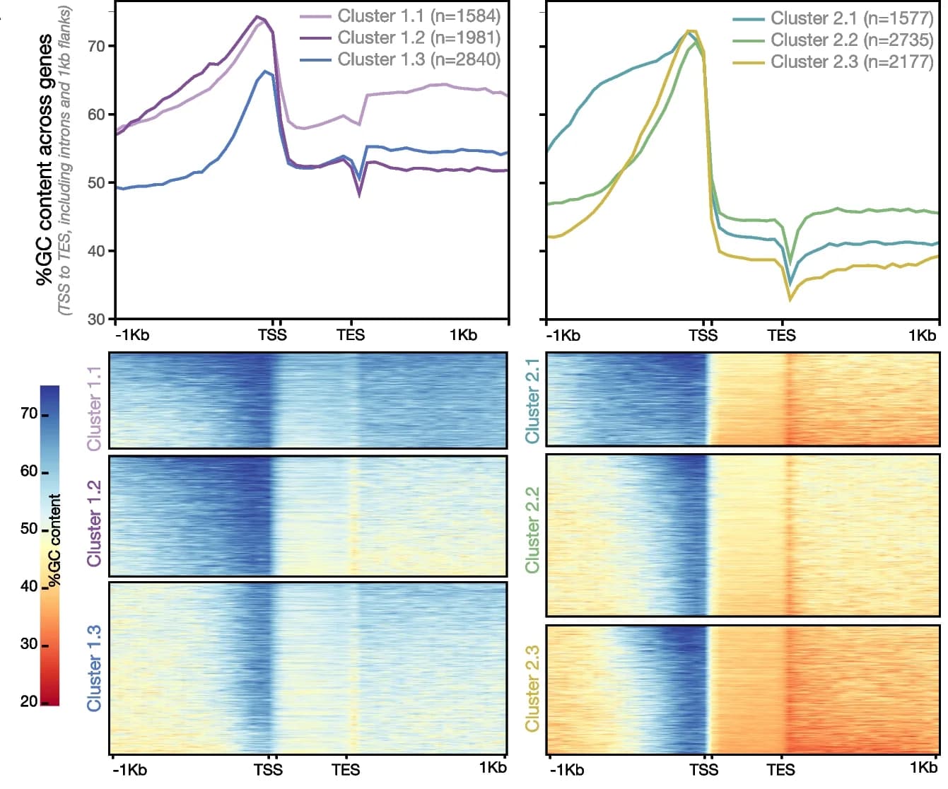 Open access visualization of Line Plot, Heatmap, GC Content, Protein-coding genes, K-means clustering