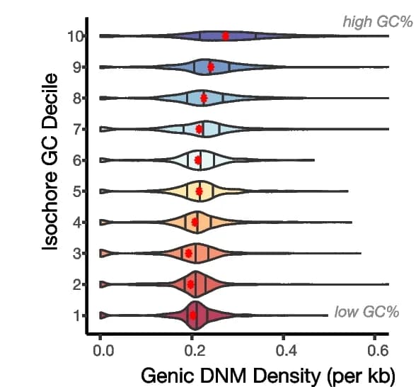 Open access visualization of Violin Plot, De novo point mutations, Genes, Isochore, Isochore GC%
