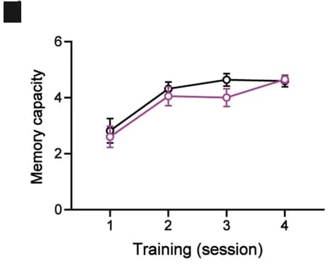 Open access visualization of Line Plot, Error Bars, NMMS-rule learning phase, WMC, Mice