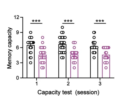 Open access visualization of Bar Plot, Scatter Plot, Test phase, WMC, Mice