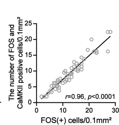 Open access visualization of Scatter Plot, Regression Plot, FOS Neurons, CaMKII Neurons, Linear Regression