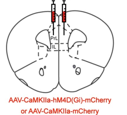 Open access visualization of Illustration, Schematic Diagram, Coronal Section, Injection Target, Virus