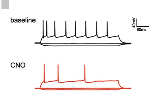 Open access visualization of Line Plot, Current Voltage Relationship, PrL Neuron, CNO Perfusion