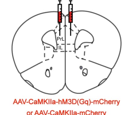 Open access visualization of Illustration, Coronal Section, Injection Target, Virus, PrL