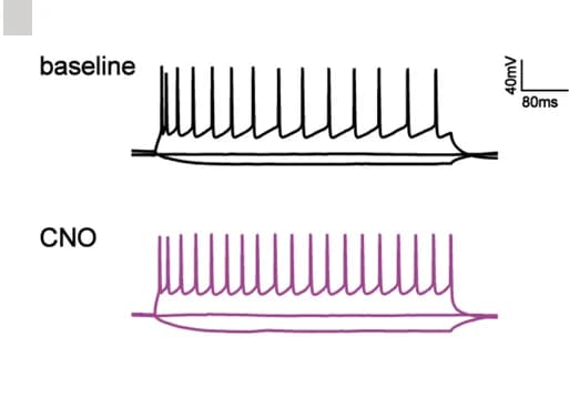 Open access visualization of Line Plot, Current-Voltage Relationship, PrL Neuron, CNO Perfusion