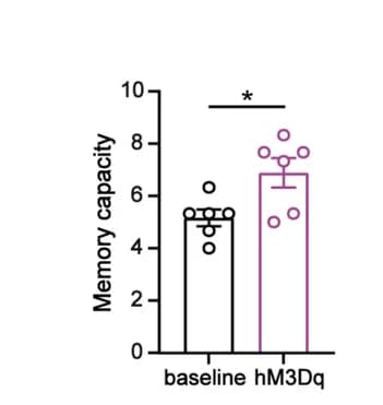 Open access visualization of Bar Plot, Error Bars, Working Memory Capacity, Mice, Test Phase