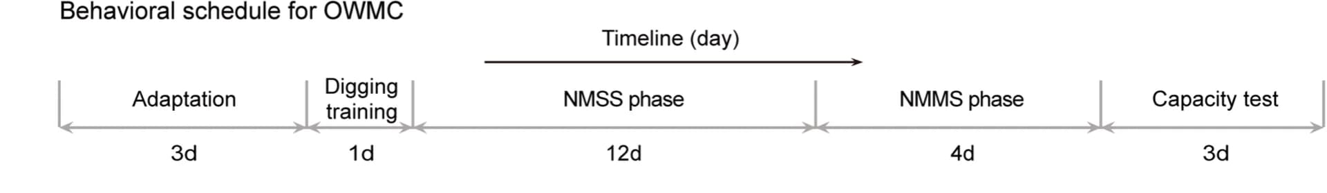 Open access visualization of Workflow, Flowchart, OWMC task, Timeline