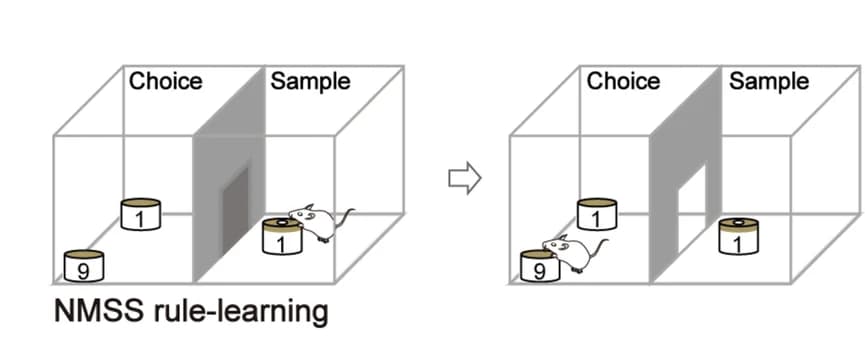 Open access visualization of Illustration, Workflow, OWMC task, NMSS rule-learning phase