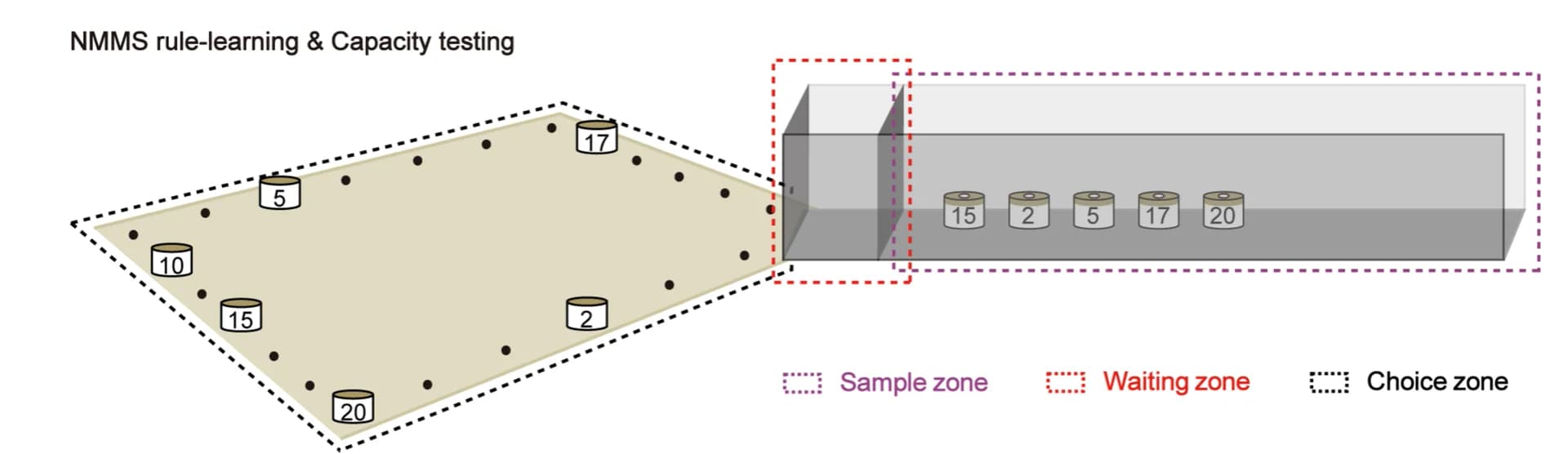 Open access visualization of Illustration, OWMC task, NMMS rule-learning phase, Capacity testing phase