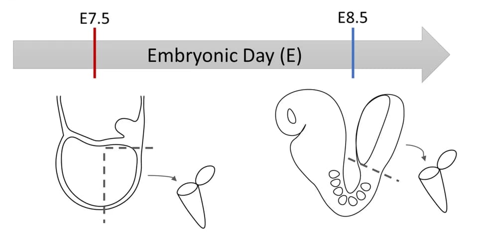 Open access visualization of Illustration, Workflow, Mouse Embryos, Epiblast, Sample Collection