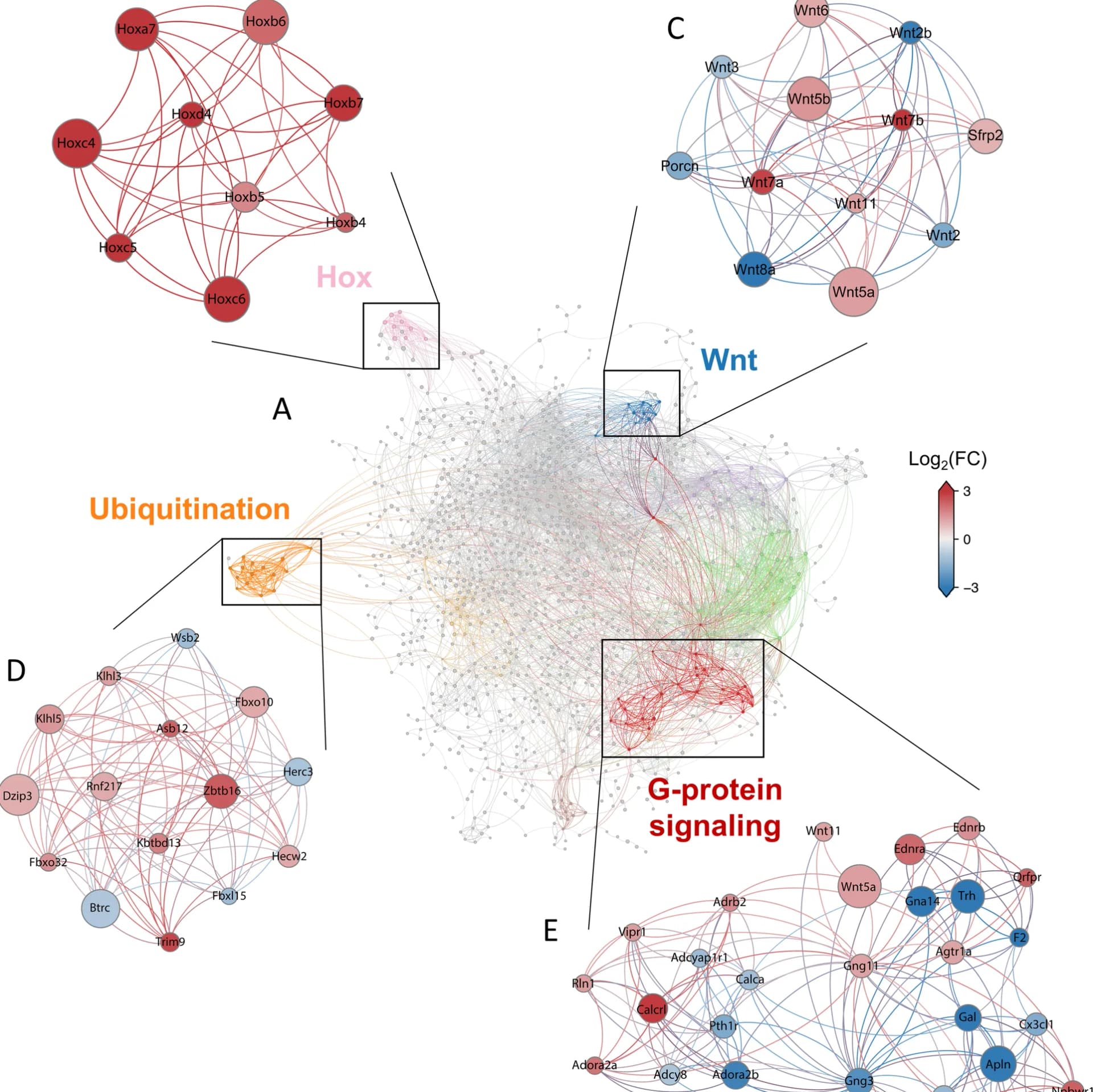 Open access visualization of Network, Pathway, Hox Module, Genes, Fold Change