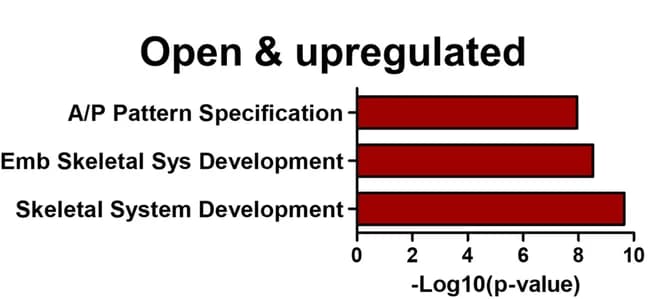 Open access visualization of Bar Plot, GO biological process, Positively regulated genes, E8.5, Embryonic
