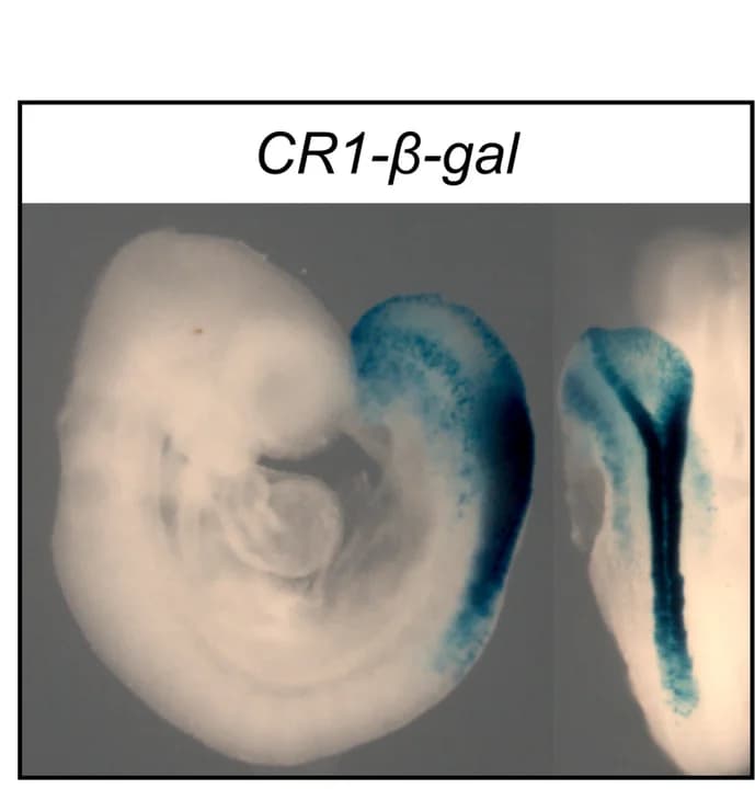 Open access visualization of Photo, Beta-gal Staining, Transgenic Embryo, CR1-beta-gal, Caudal Region
