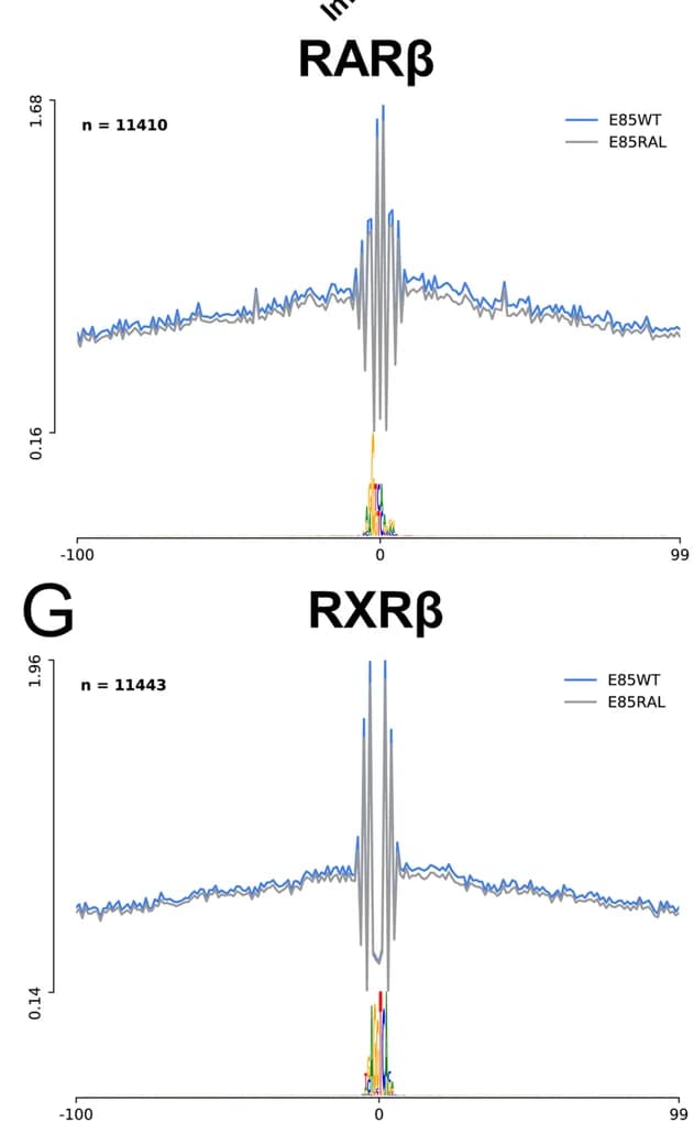 Open access visualization of Line Plot, ATAC-seq, RARbeta, Wild Type, Raldh2