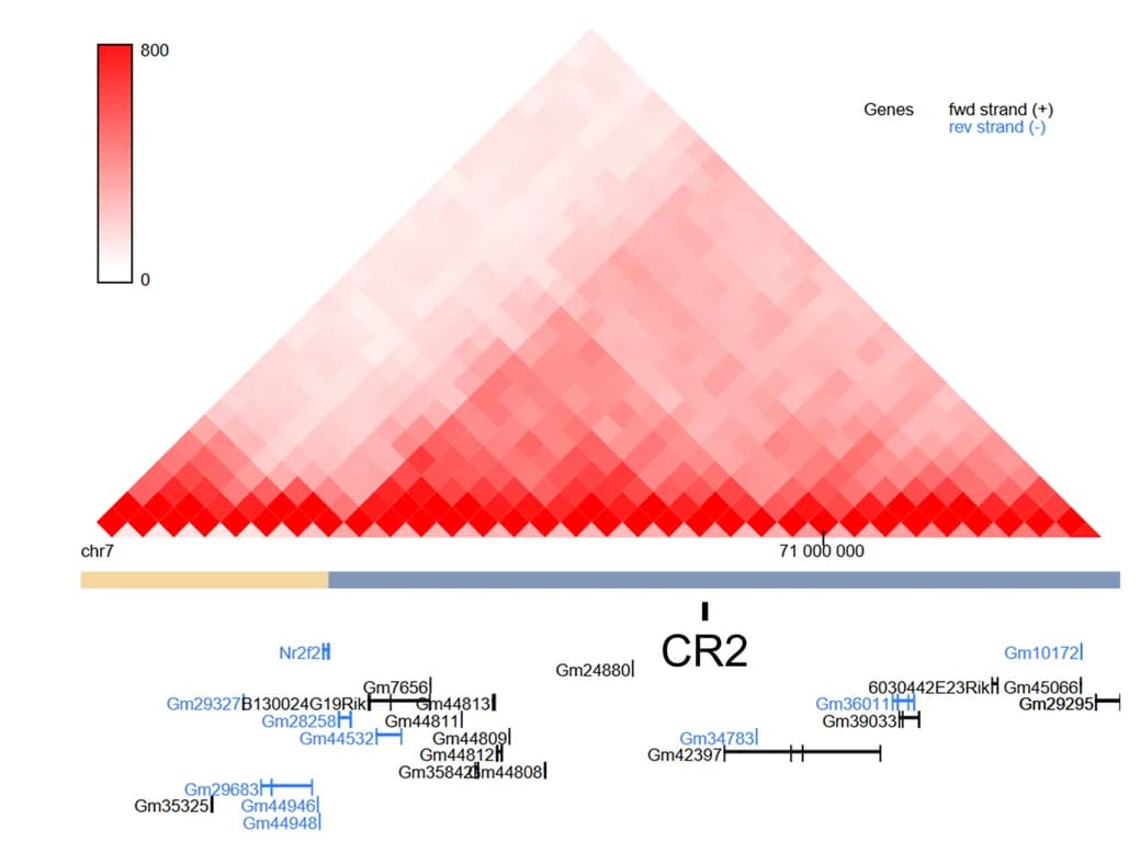 Open access visualization of Heatmap, Hi-C Data, 3D Genome Browser, CR2 Region, Nr2f2