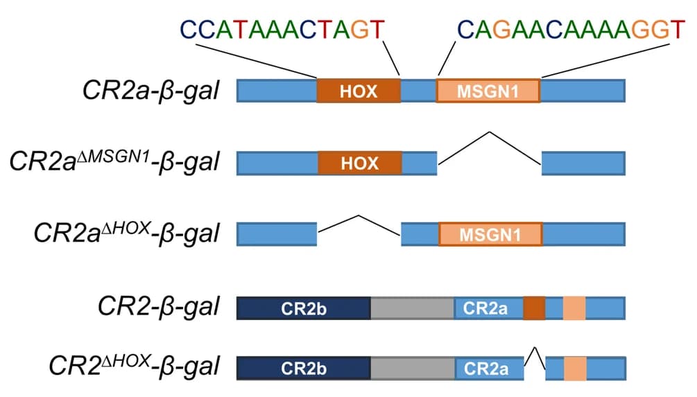 Open access visualization of Illustration, Transgenic Reporters, CR2a Region, CR2 Region, TF Binding Sites