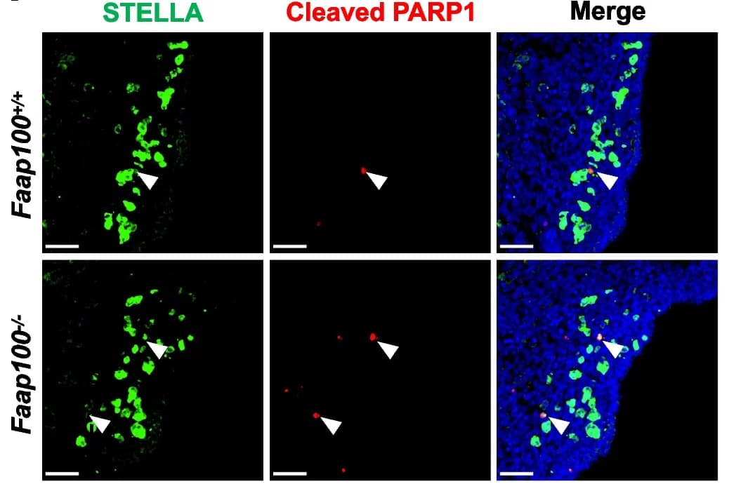 Open access visualization of Microscopy, Apoptotic PGCs, Genital ridges, Embryos