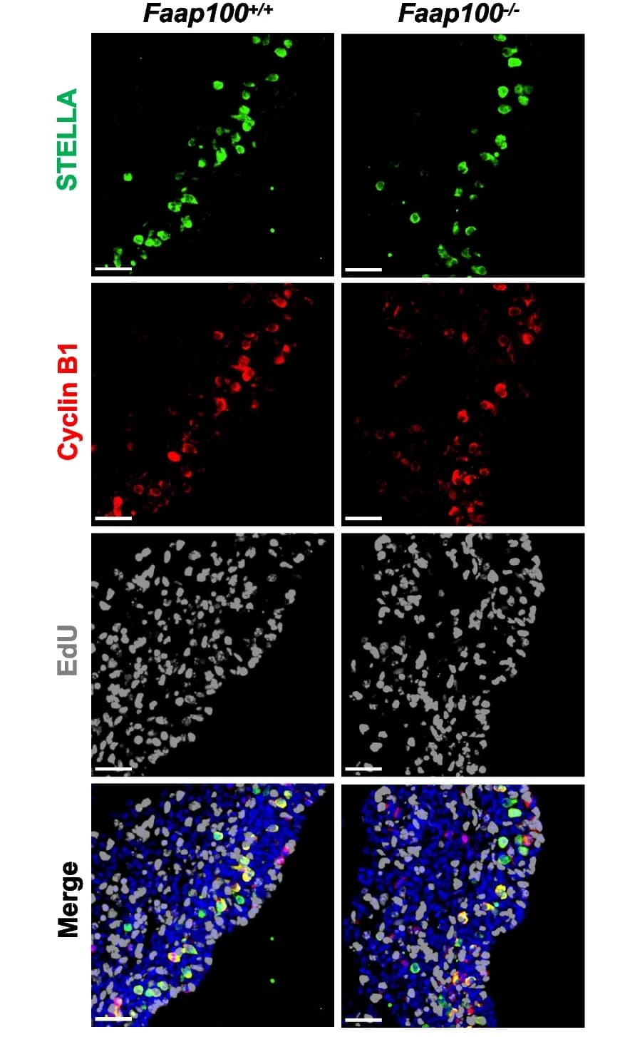 Open access visualization of Microscopy, Cell cycle distribution, PGCs, Cyclin B1, EdU
